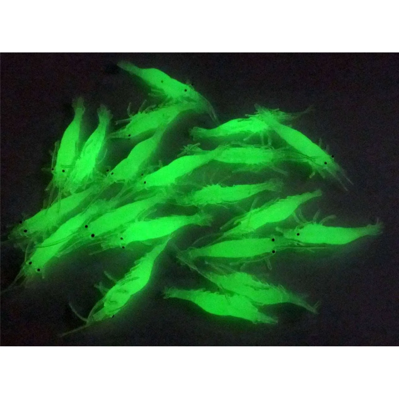 20 x Soft Plastic Lumo Prawn Shrimp Yabbie Lure 65mm Fishing Tackle A