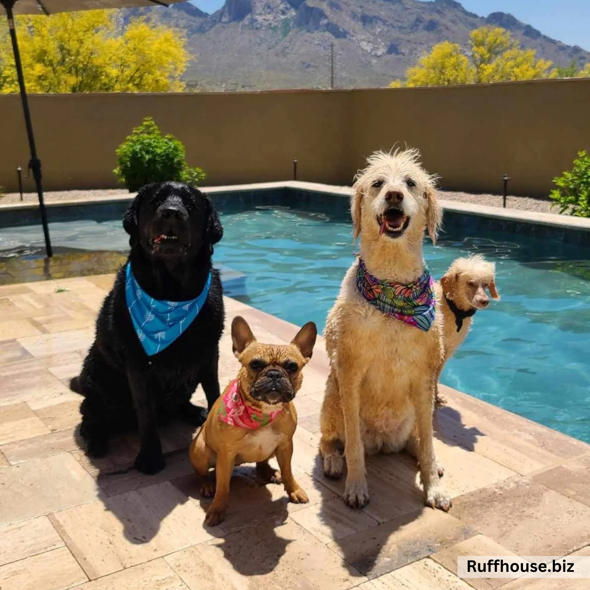 Retro Flower Power Dog Swim scARF