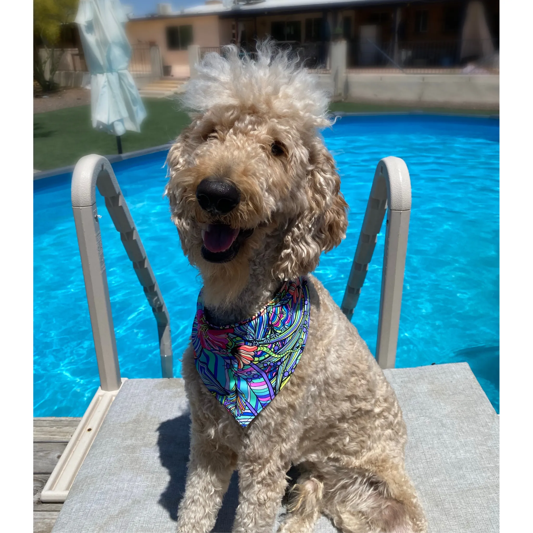 Retro Flower Power Dog Swim scARF