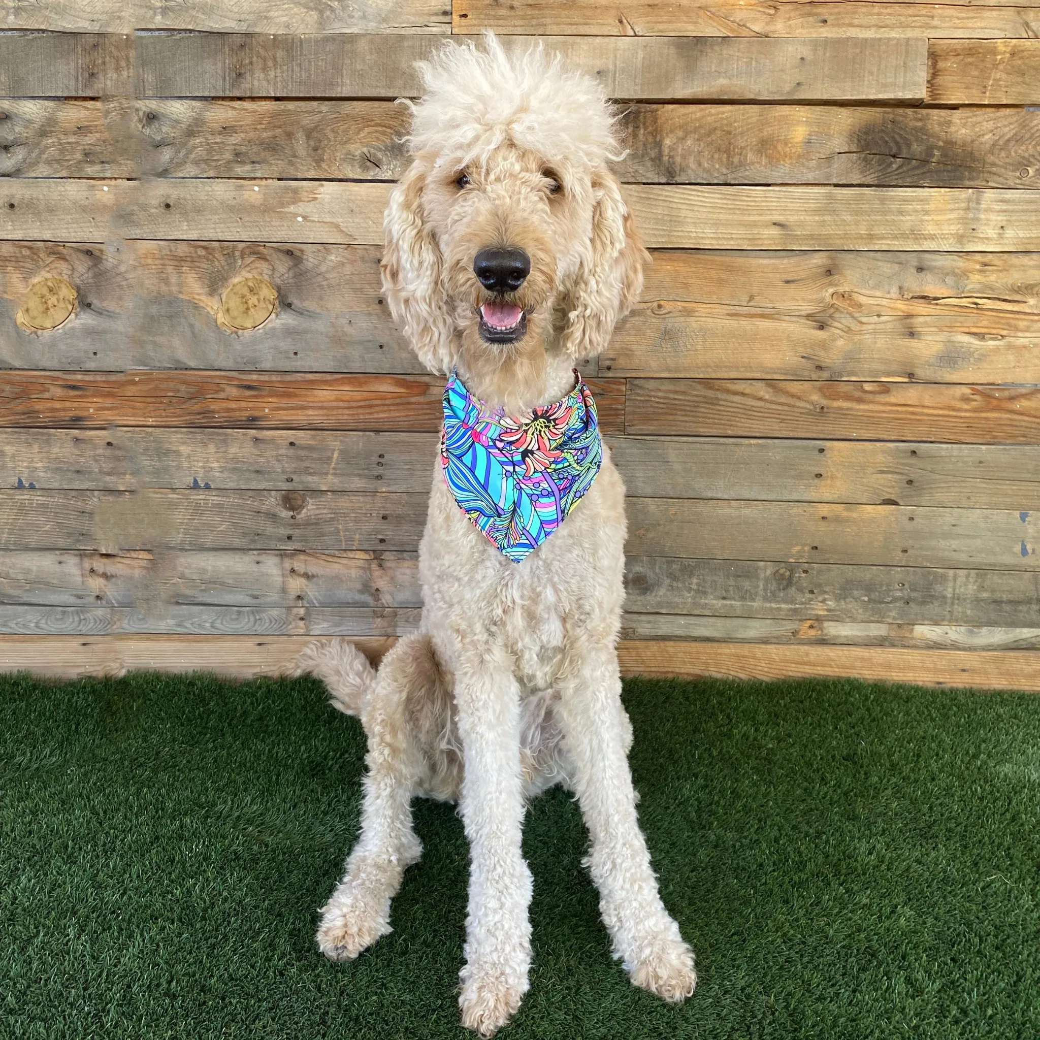 Retro Flower Power Dog Swim scARF