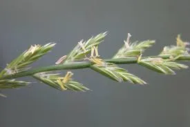 Ryegrass Staggers Prev