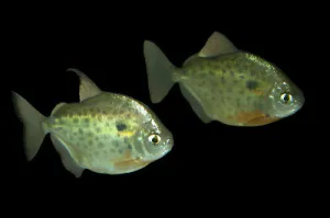 SPOTTED SILVER DOLLAR (Metynnis Maculatus)